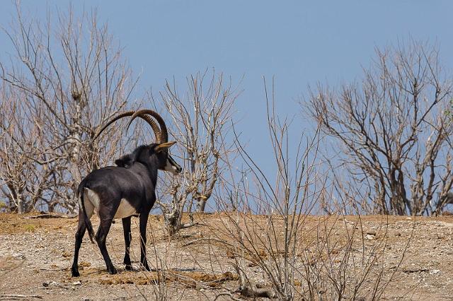 068 Botswana, Chobe NP, sabelantilope.jpg